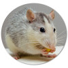 szczury i myszy - szczur.png